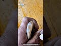 Shrimp Cleaning Trick : How a Toothpick Removes the Vein Fast