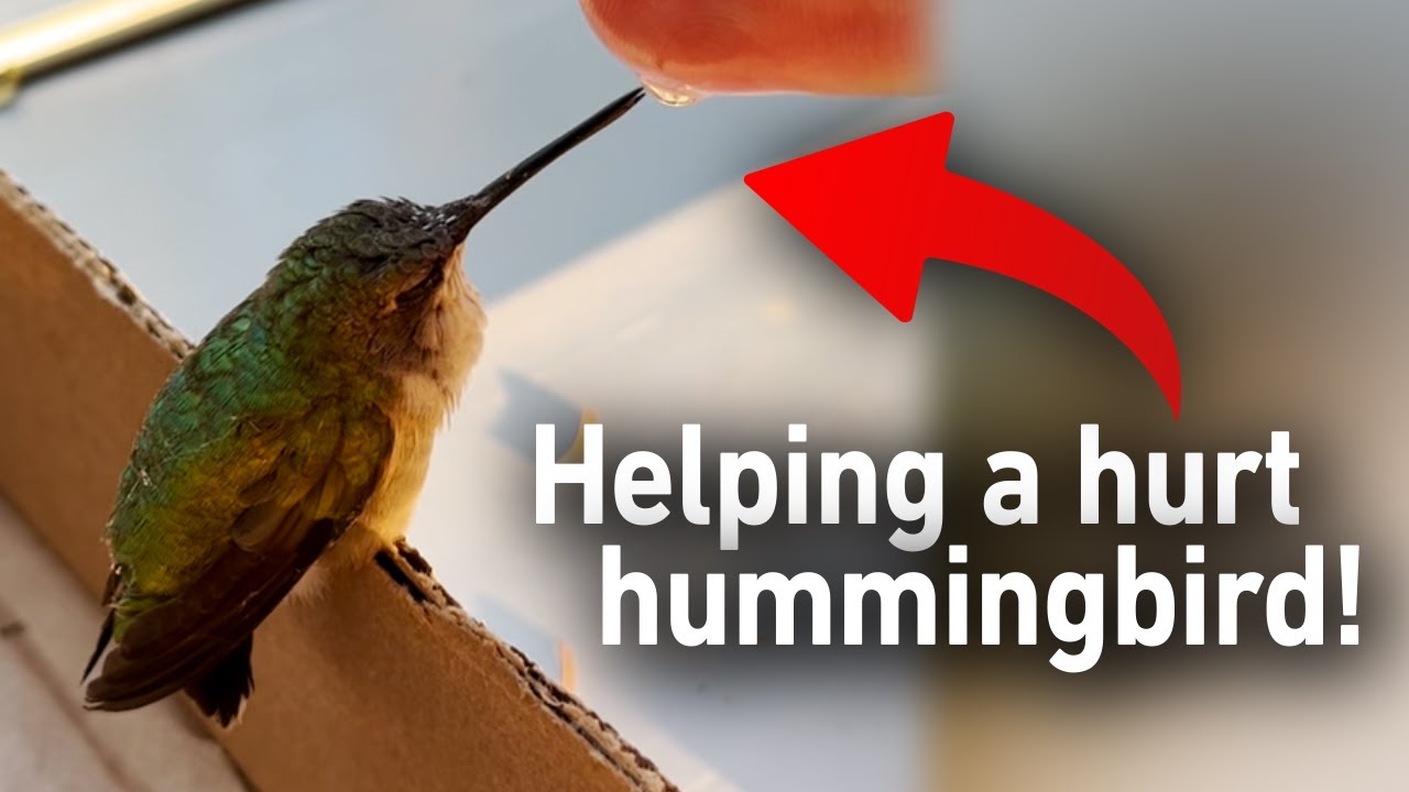Maine Hummingbird Rescued - YouTube