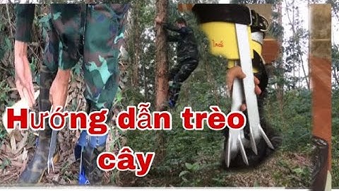 Cách sử dụng guốc trèo cây 2 đinh - dụng cụ trèo cây . An Toàn - Hiệu Quả - ong dế bắc giang