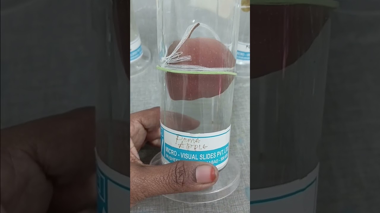 Ap Intermediate Botany practicals  questions👍👍