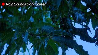 Rain On The Forest Black Screen | Asmr Rain Sounds To Reduce Anxiety & Sleep Deeply