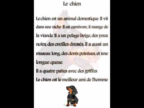 Le Chien وصف الكلب بالفرنسية 