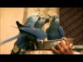 Spix Macaw on brink of extinction