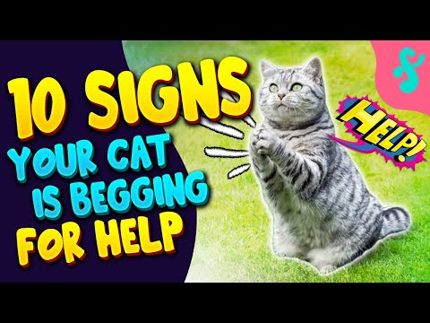 Video: Top 10 Perkara Kucing Anda Ingin Anda Tahu