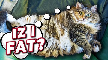 Is My Cat Overweight? | Advice From A Vet