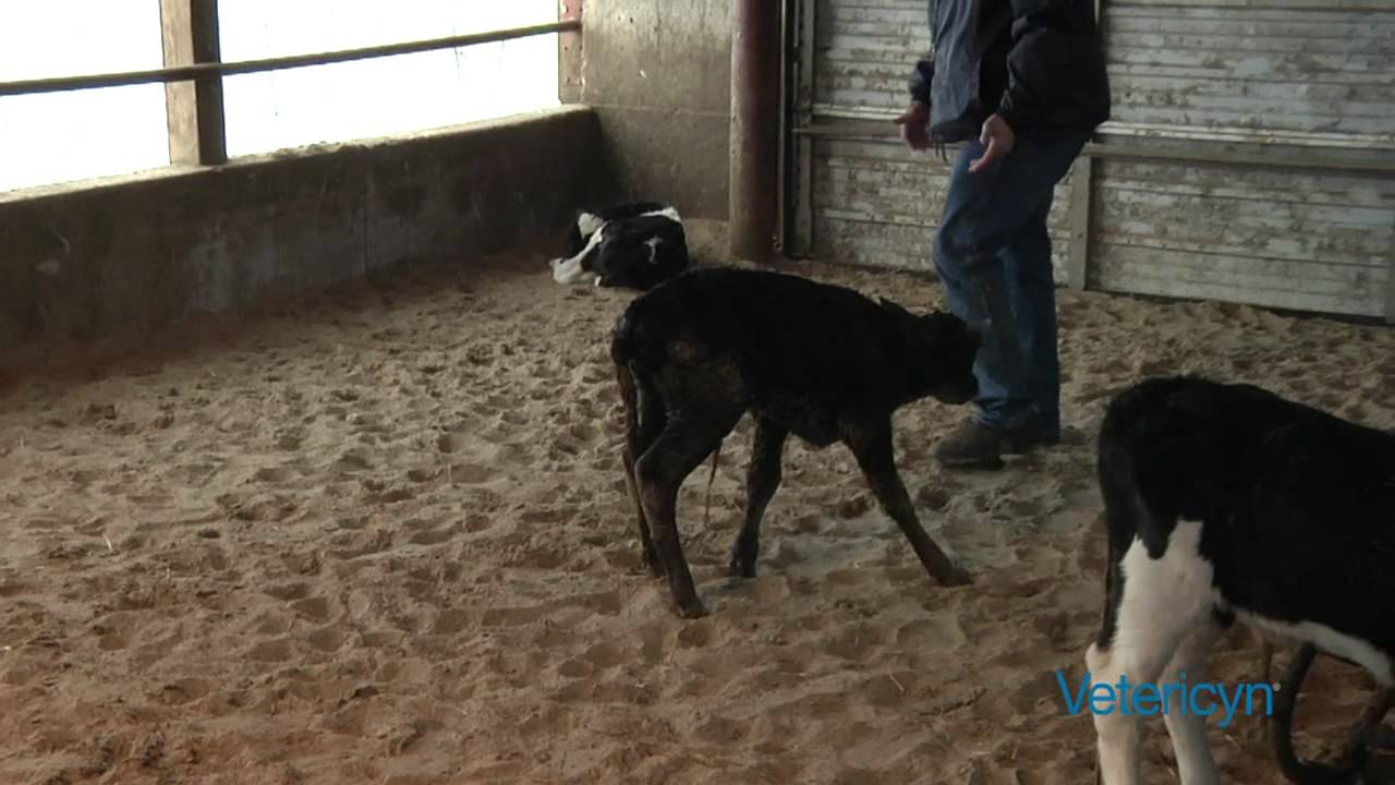 The Calf Whisperer, video