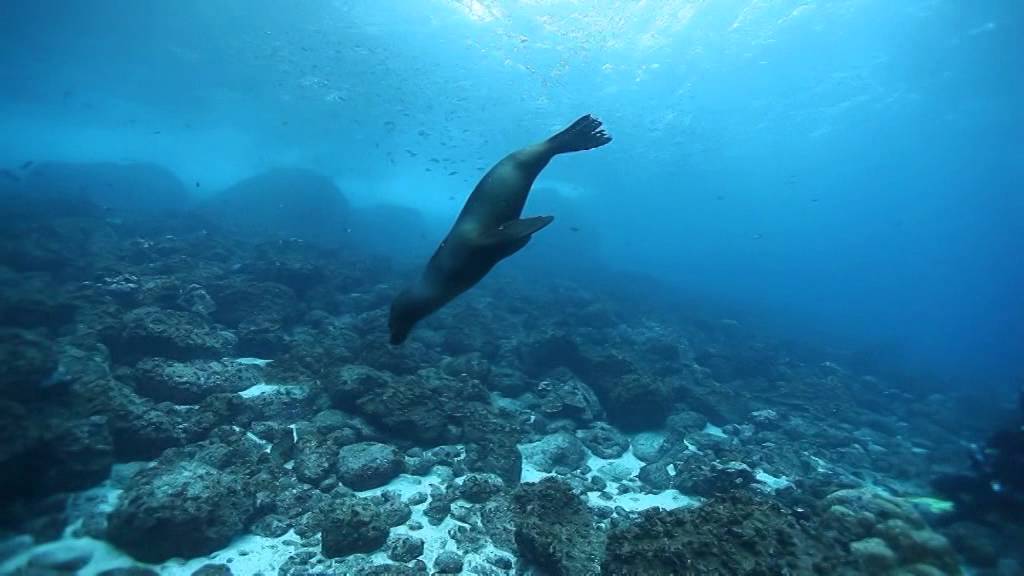 Дайвинг на Галапагосах (Galapagos diving) YouTube