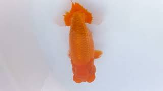 DSCF2771