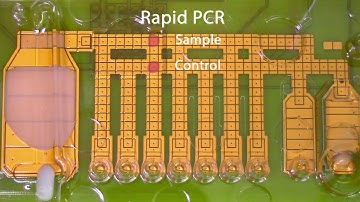 Baebies FINDER | RT-PCR Cartridge Protocol