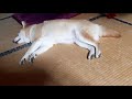 走ってる夢を見ている柴犬