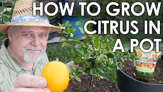 How to Grow CITRUS in Containers, Step by Step || Black Gumbo