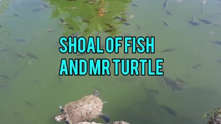 Shoal of Fish And Mr Turtle@Jen Cata by Jen Cata 347 views 1 year ago 8 minutes, 40 seconds