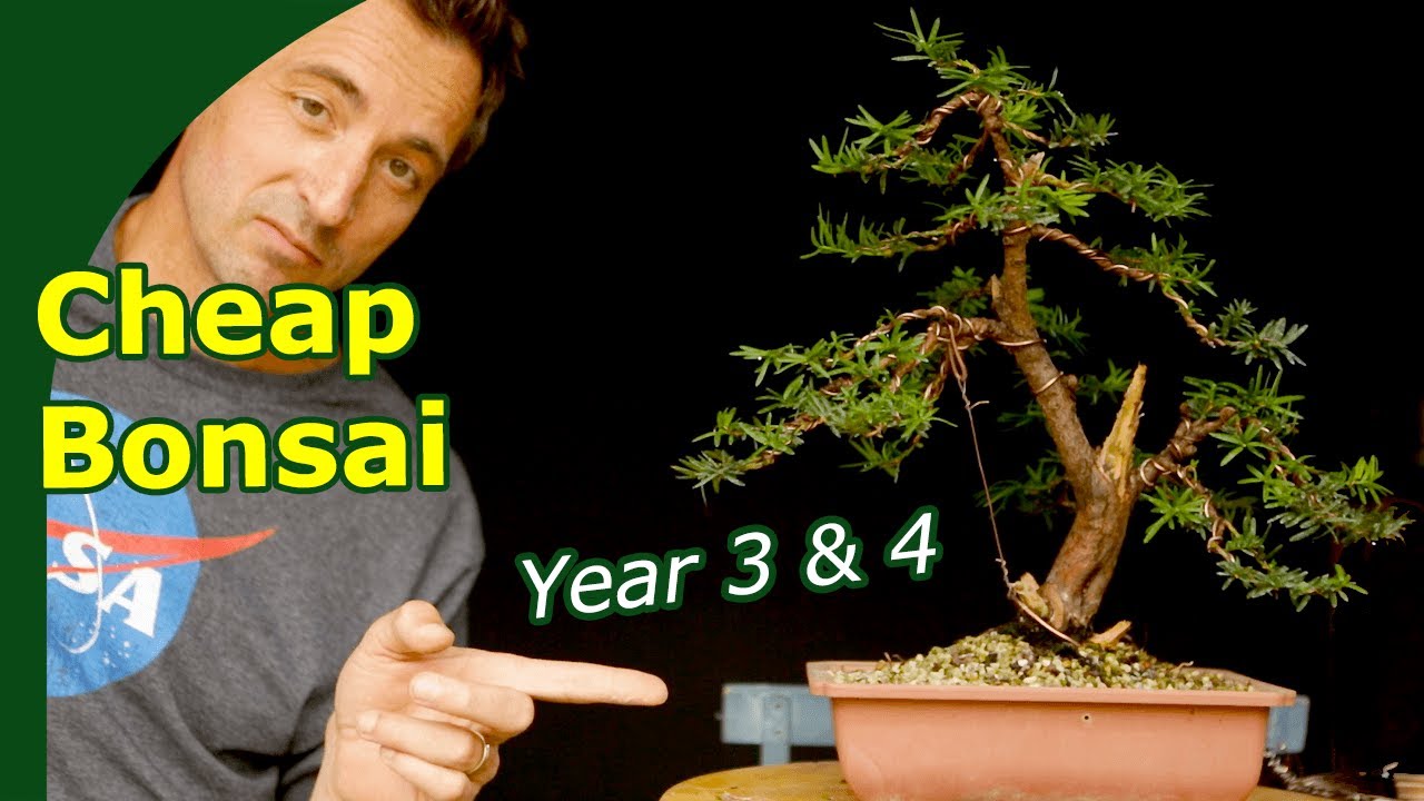 Yew Bonsai from Nursery Plant Under 50 Bucks (year 3 and 4)