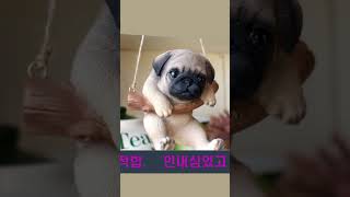 퍼그를 키우고 싶은날 ~Pug dog의 장단점을알아보자