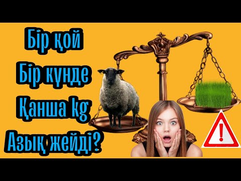 Бейне: Қойлар тұзды жейді ме?