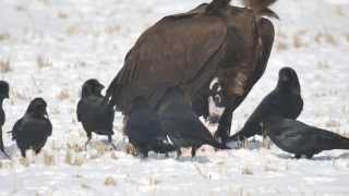 독수리(Cinereous Vulture)