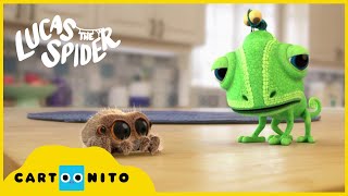 Örümcek Lucas Zıplayan Örümcek Cartoon Network Türkiye