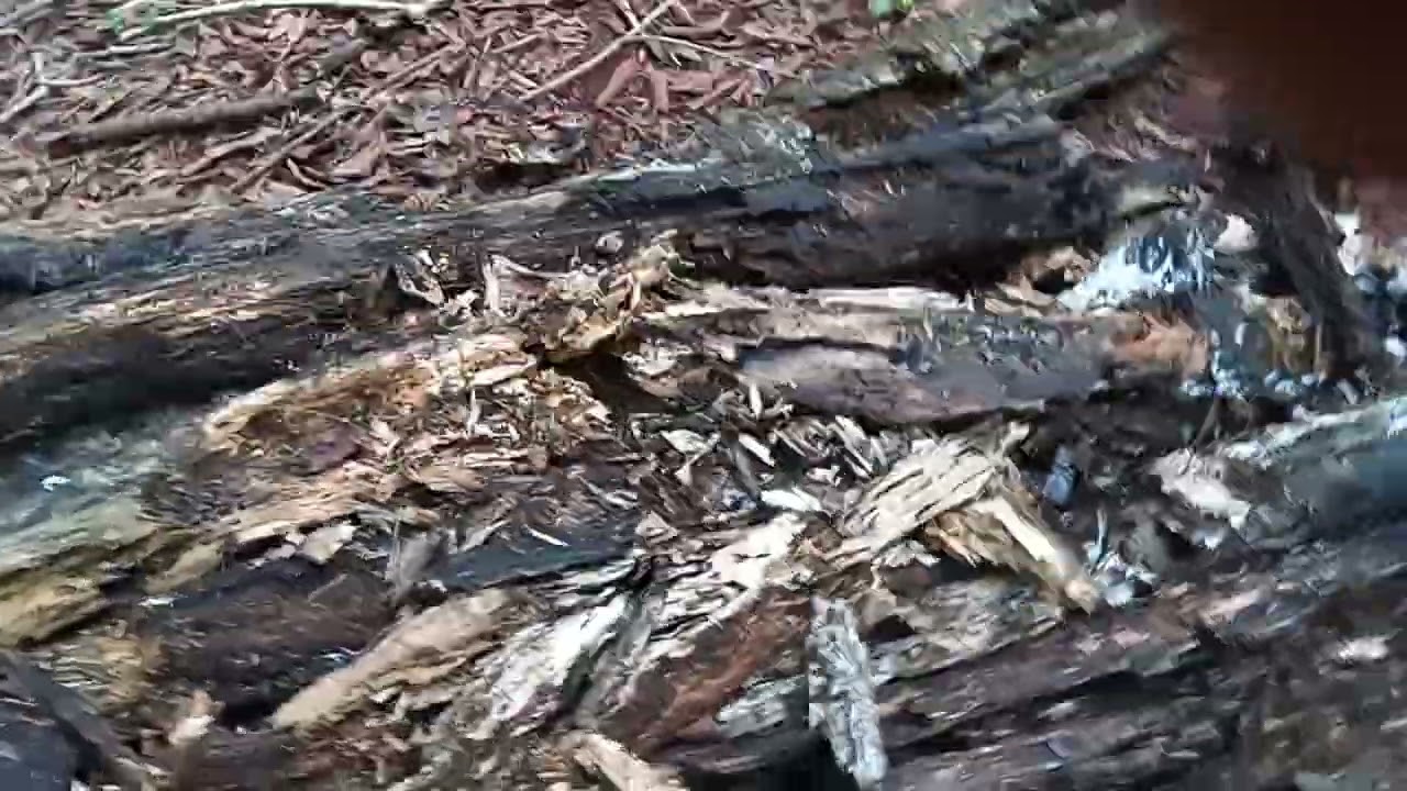 substrato de madeira podre um otimo substrato