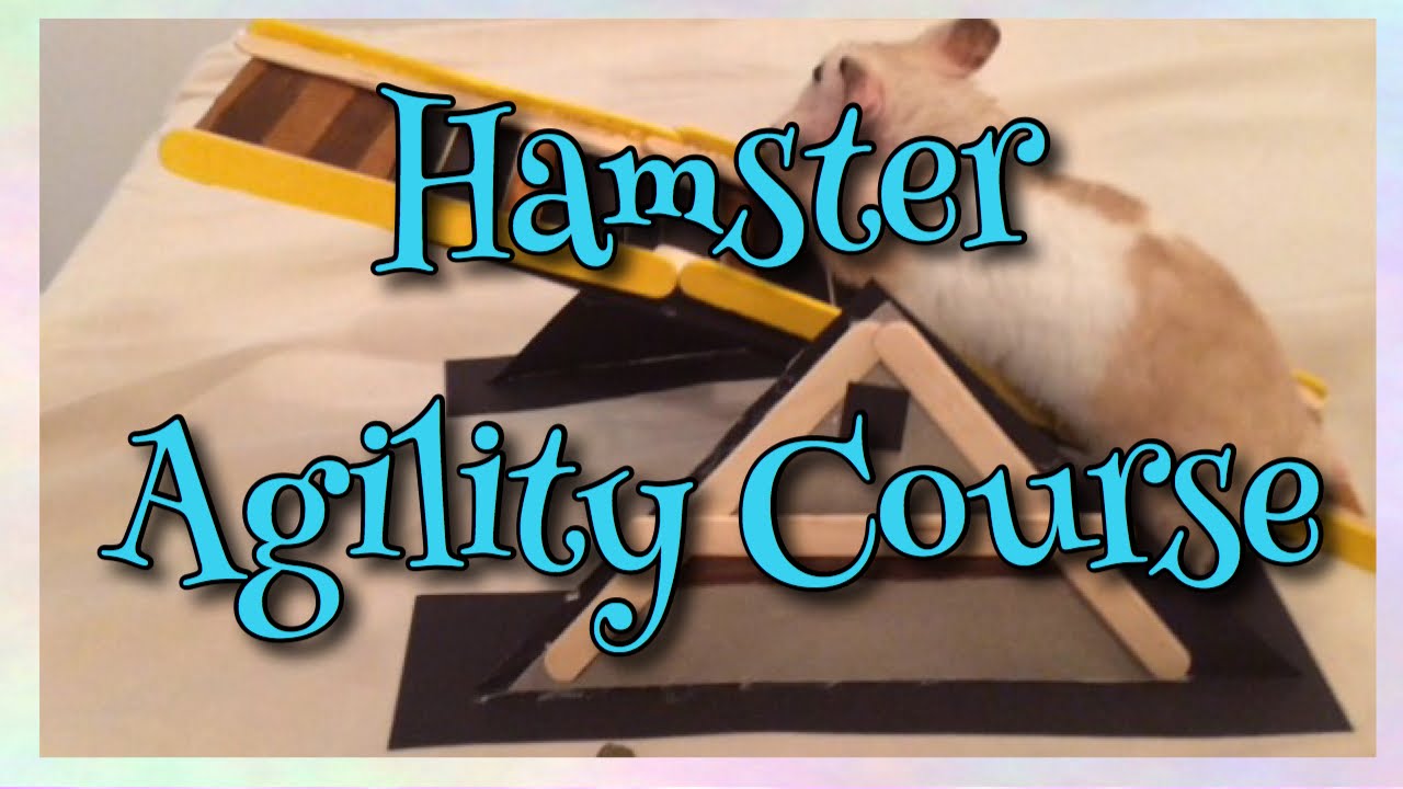Picture of Hamster Agility Course - YouTube