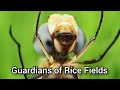 Guardians of Rice Fields| Predators|Dr. Bhupendra Singh Kharayat