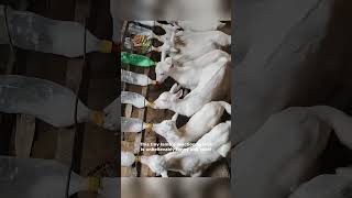 Watch This Adorable Lamb Go Crazy For Milk