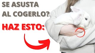 Como Coger a un CONEJO Correctamente Para que no Patalee al Sujetarlo