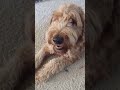 jack for 30 seconds straight. #awesome #cool #dogcute