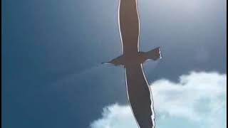 Scene from Black Lagoon (2006)