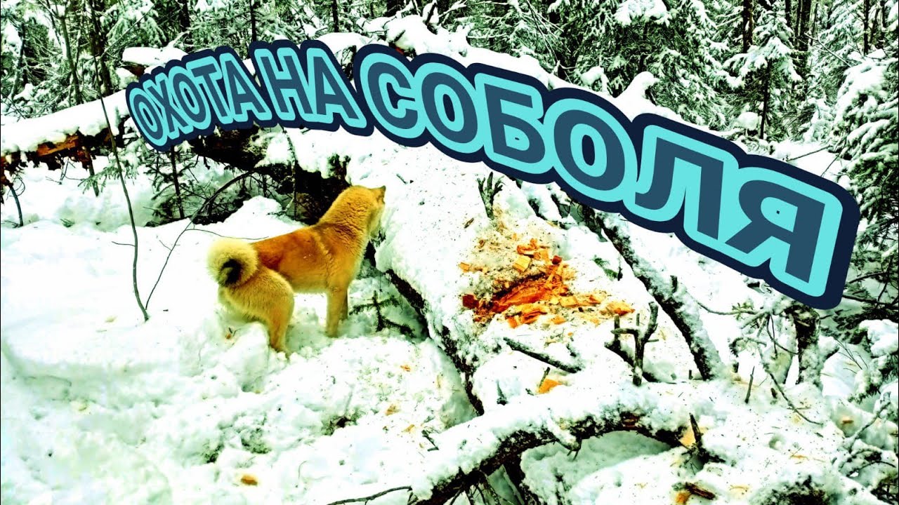\\"ОХОТА НА СОБОЛЯ В ГЛУХОЙ ТАЙГЕ-ВЕЧЕРНИЙ ВЫХОД ПОДНЯЛ НАСТРОЕНИЕ ...