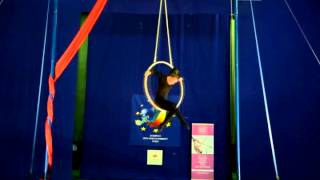 Aerial Hoop Professionals - Anna Nikulina
