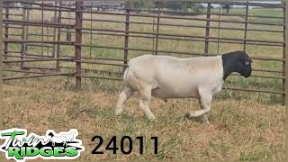 Twin Ridges 24011 SEMEN AVAILABLE