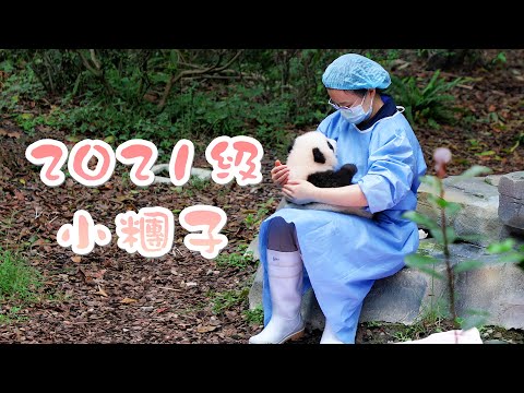 《熊貓主題趴》2021級小糰子們前來報到！ | iPanda熊貓頻道