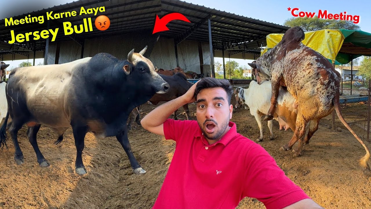 Jersey Bull Cow Meeting🐂Bheem Vs Jersey Bull😡