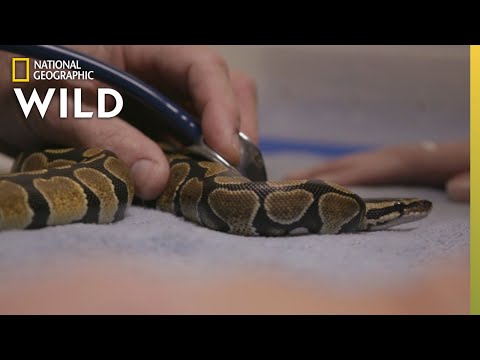 A Ball Python Gets a Check-Up | The Wild Life of Dr. Ole