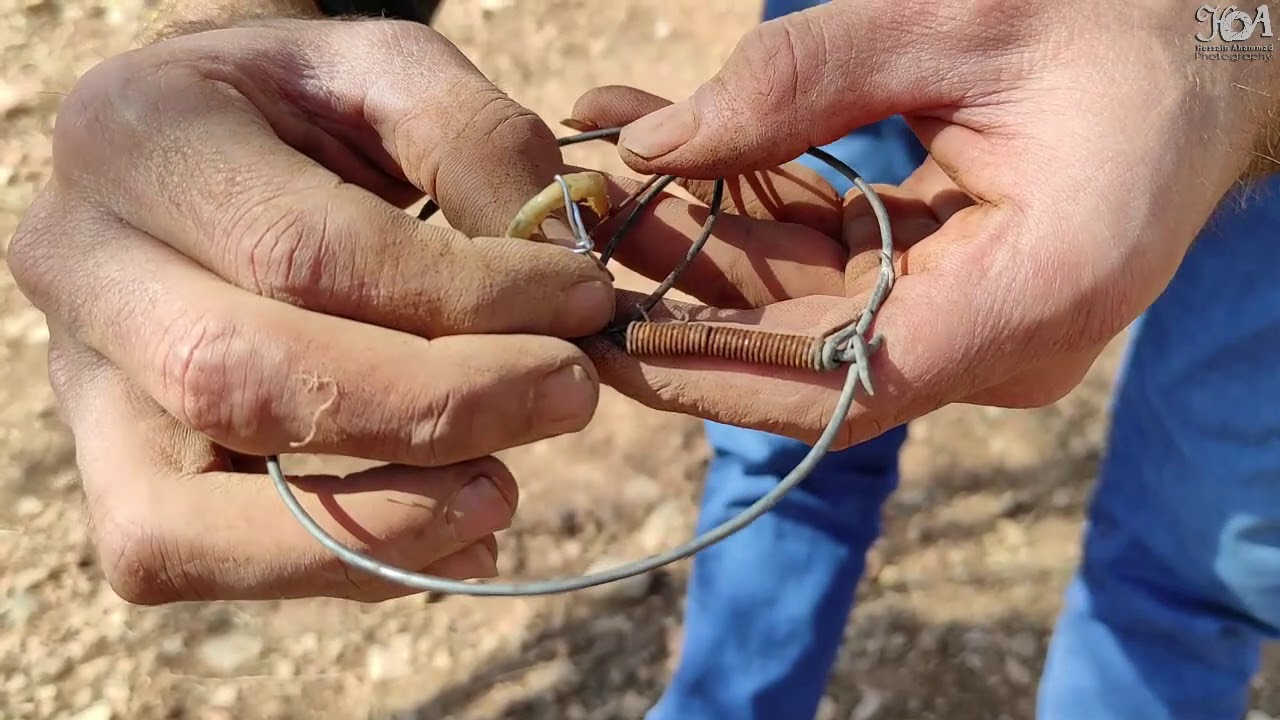 أفضل طريقة لصيد الطيور بواسطة الفخ من ذكريات الطفولة