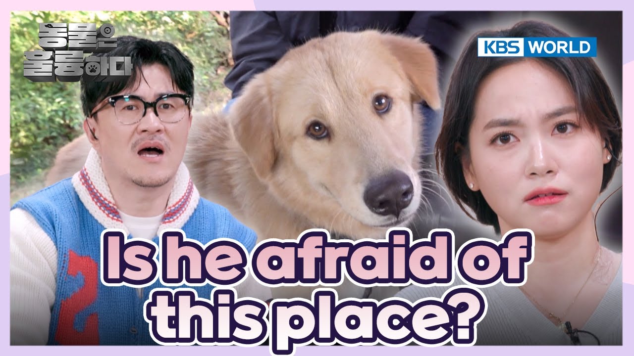 Too scared🥲 [Animals Are Incredible : EP.3-2] | KBS WORLD TV 250115