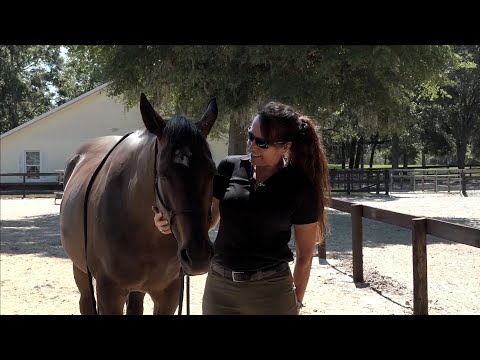 Video: Cara Naik Bareback di atas Kuda Bertulang