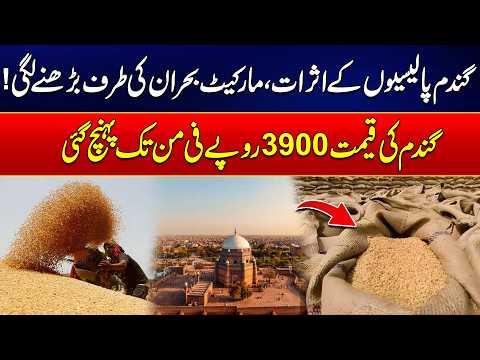 Wheat Policy Impact in Pakistan Market Heading Towards Crisis Latest Updates Rohi