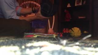 Ruby's first back walkover.