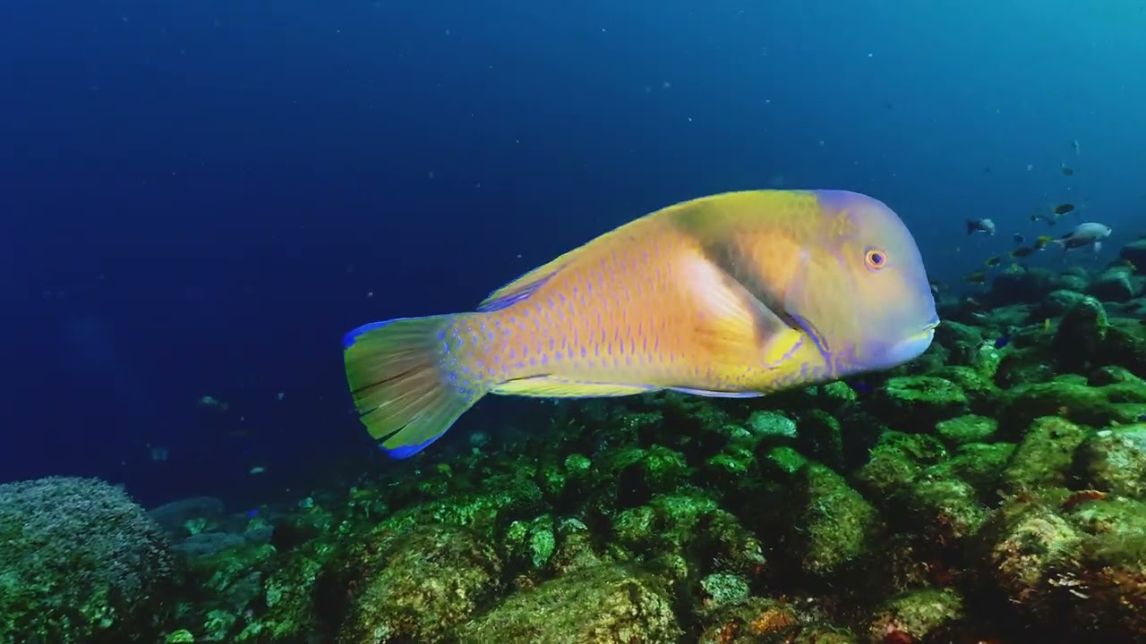 【映像記録】近寄ってきて離れないイラ子と遊ぶ- Tuskfish