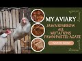 Jawa Sparrow All Mutations | Pastel, Fawn &amp; Pastel Agate Jawa Finch | Breeding Progress