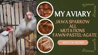 Famous Jawa Sparrow All Mutations | Pastel, Fawn & Pastel Agate Jawa Finch | Breeding Progress Net Worth