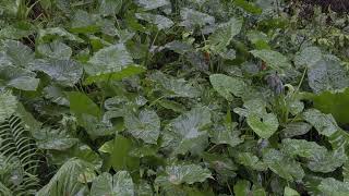 3 Hours of Raindrops Falling on Large Leafy Shrubs | Relieve Anxiety | Self-Relaxation