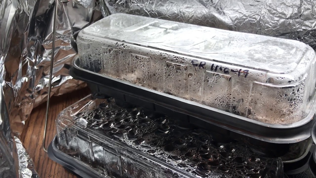 Germinating Carolina Reaper seeds indoors in November 2019. YouTube