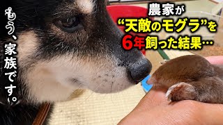 モグラと6年間一緒に暮らしてきた農家。かつては天敵同士だったとは思えないほど、今では仲良しです。
