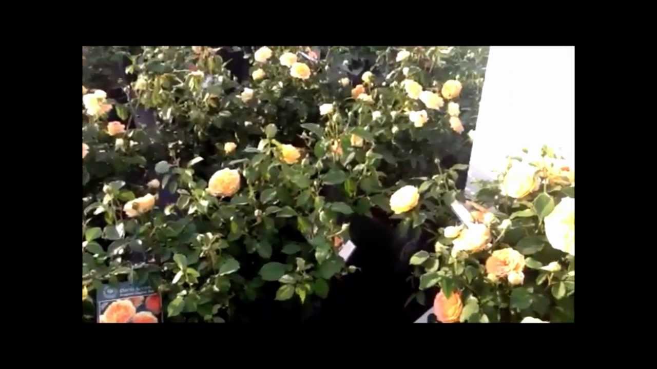 David Austin Rose - Molineux