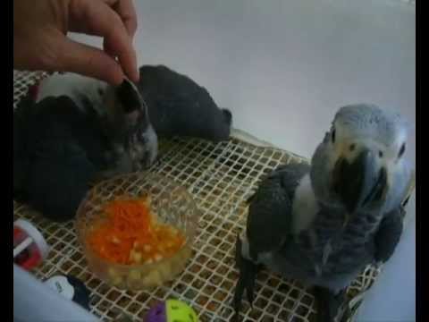 papilleros periquitos Yaquitos 24 y 27 de agosto 42 y 45 dias