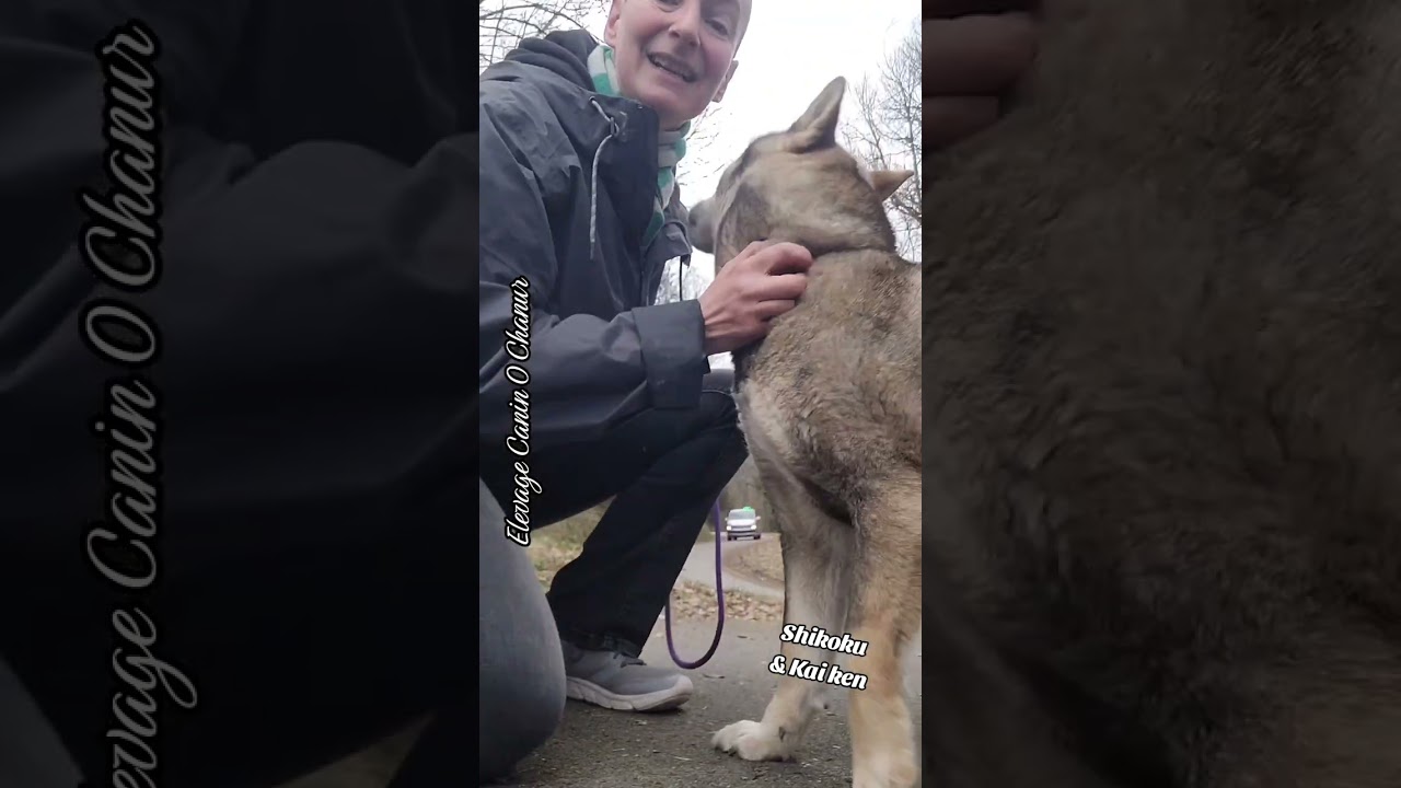 Entraînement expo avec Ryuka et Kiriko 😃🐺 #Shikoku Ken et #Kai Ken! Démonstration 😉 #shibainu #chien