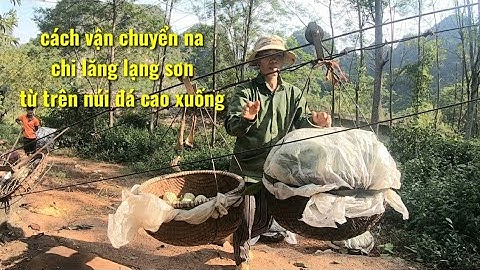 thu hoạch na cách vận chuyển Na từ núi đá cao xuống đường ở H Chi Lăng Lạng Sơn 2020