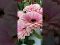 Kwiaty z kwiaciarni. gerbery.#love #nature #flowers #music #shorts #